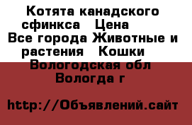 Котята канадского сфинкса › Цена ­ 15 - Все города Животные и растения » Кошки   . Вологодская обл.,Вологда г.